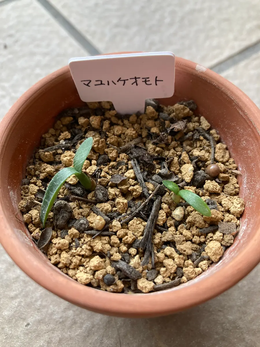 マユハケオモトに種が出来たので蒔いてみよう🎵｜そだレポ（栽培