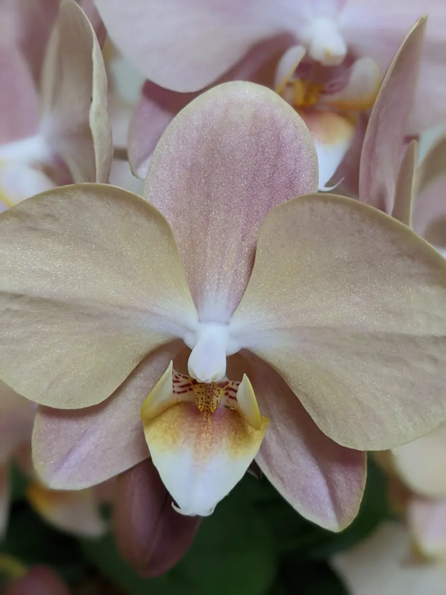 ミディ購入 マザーチーク｜そだレポ（栽培レポート）byやさぐれ紅葉