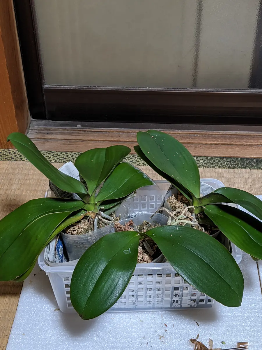 ミディ胡蝶蘭 マザーチーク 3本立ち①