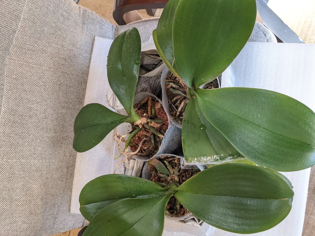 ミディ胡蝶蘭15日入荷分⭐️レア品種⭐️蘭工房オリジナル⭐️マザー