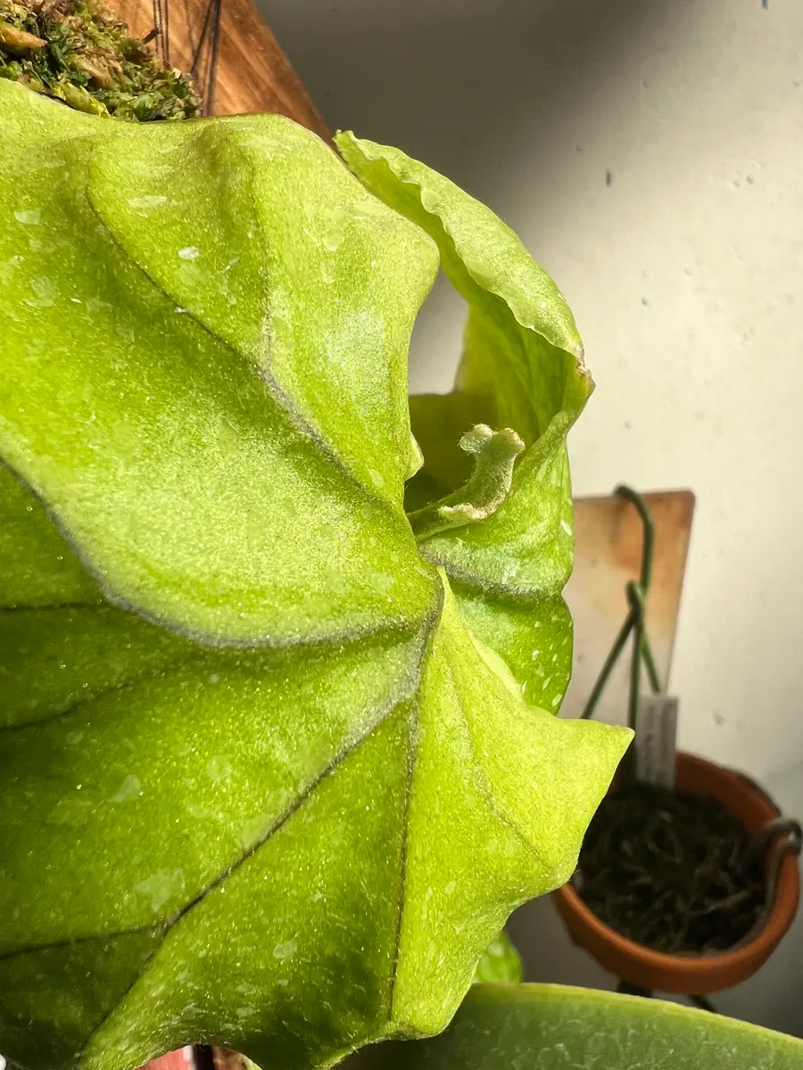 ビカクシダを種子ならぬ胞子から育てる‼️｜そだレポ（栽培