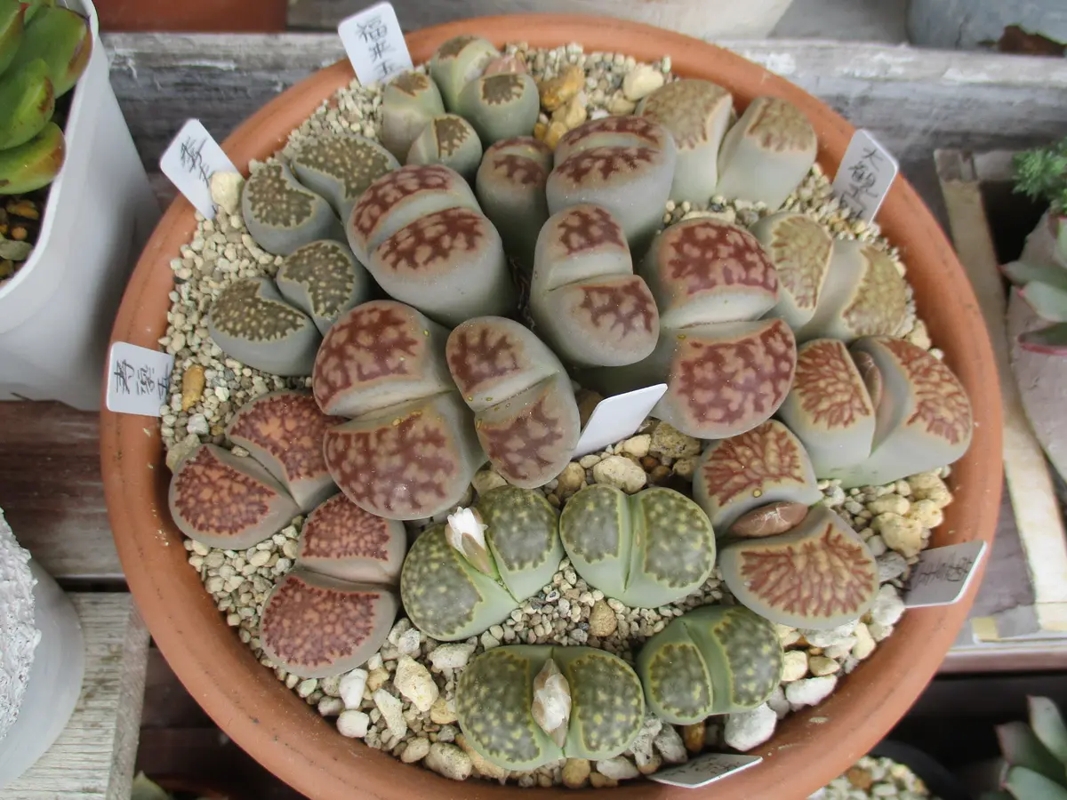 多肉植物 リトープス 入れ合わせ 品種たくさん コメントください