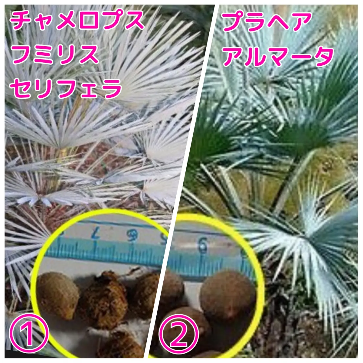 2月入荷 400粒+ セリフェラ チャメロップス フミリス 種子 種 証明書10 2月入荷 400粒+ セリフェラ チャメロップス フミリス 種子 種