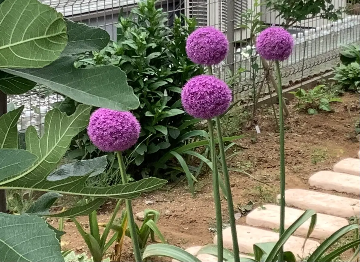 アリウム ギガンチウムに挑戦｜そだレポ（栽培レポート）byそうし
