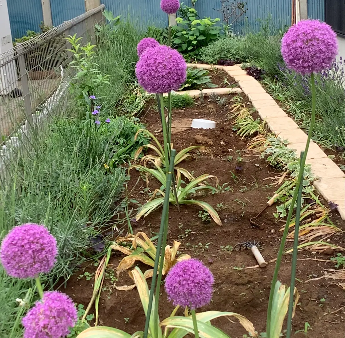 アリウム ギガンチウムに挑戦｜そだレポ（栽培レポート）byそうし