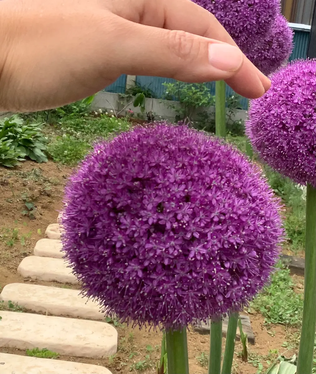 アリウム ギガンチウムに挑戦｜そだレポ（栽培レポート）byそうし