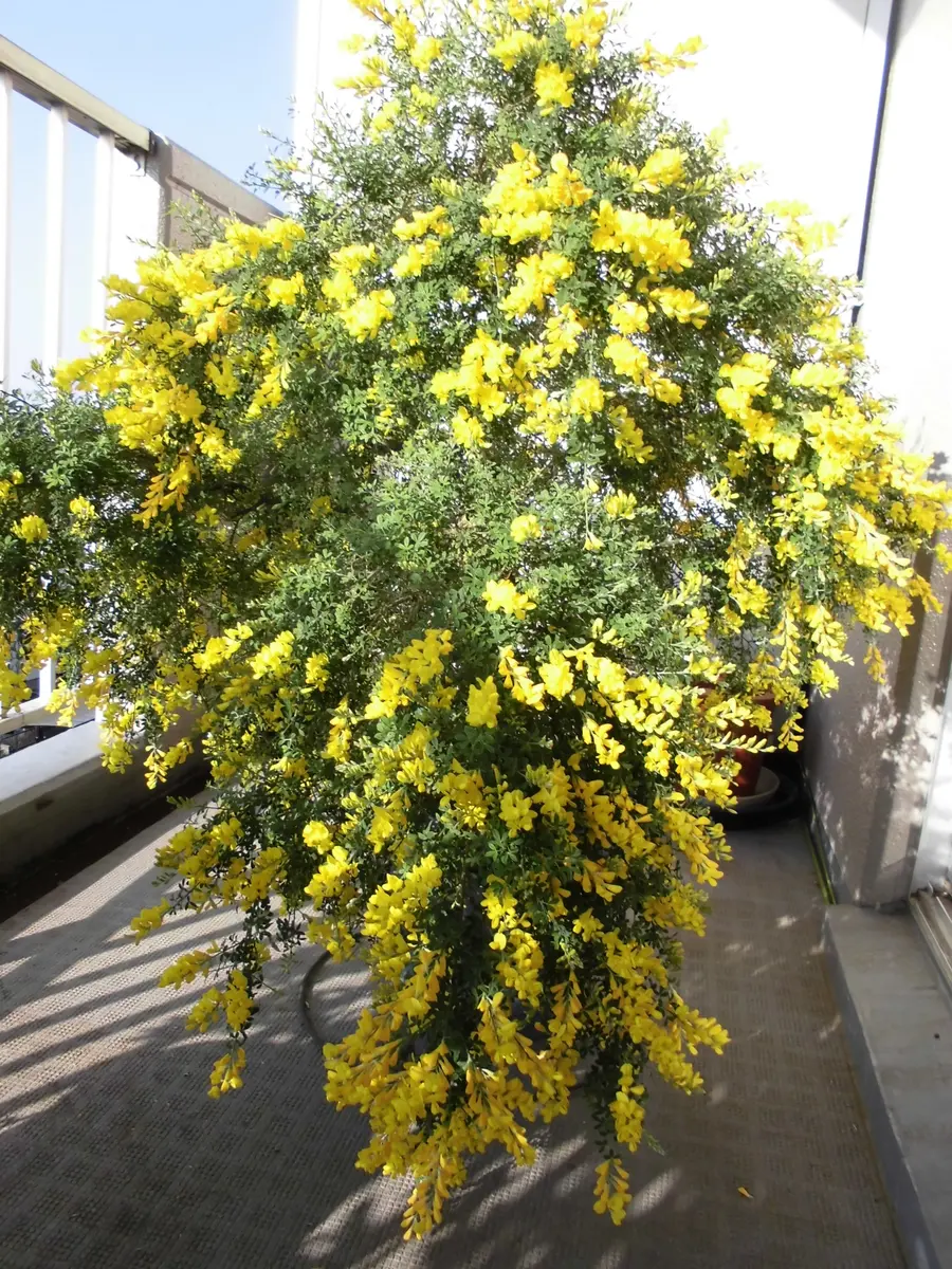 初心者｜そだレポ（栽培レポート）by赤羽橋｜みんなの趣味の園芸
