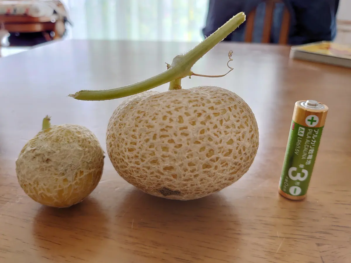 種からころたん｜そだレポ（栽培レポート）bypolano｜みんなの趣味の園芸