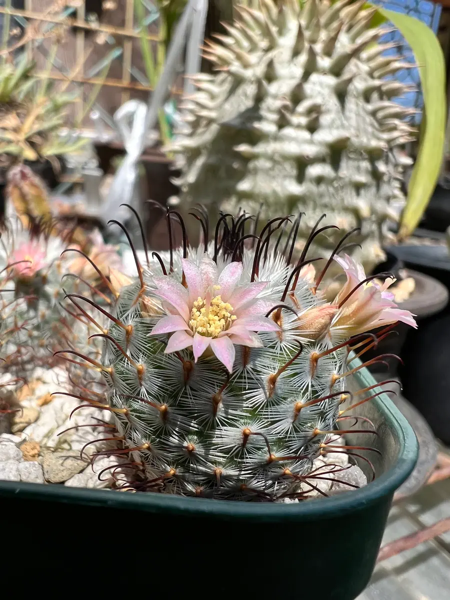 サボテンの種子から栽培に挑戦‼️｜そだレポ（栽培レポート）byこまっ