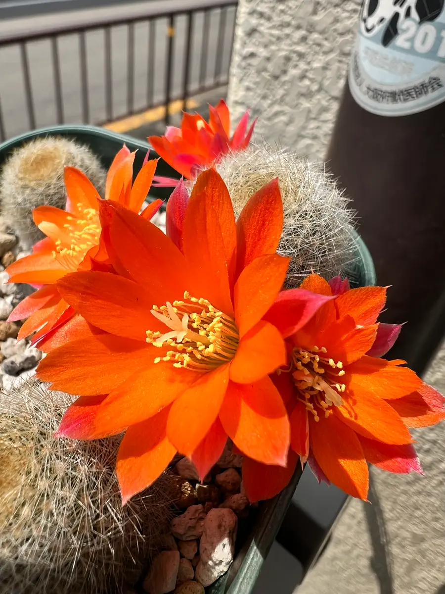 専用ページです！サボテン レブチア テレサエ♪1個 つぼみアリ 【公式