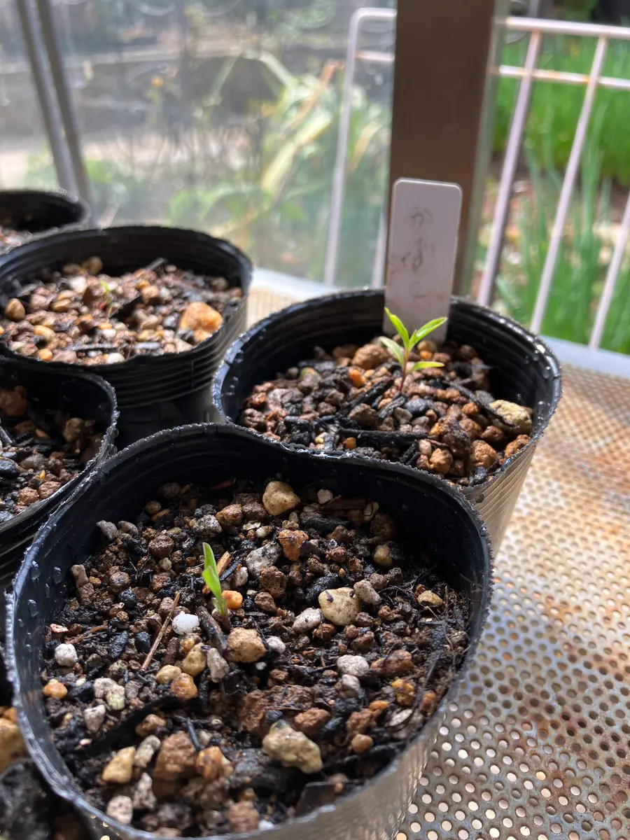 壺型クレマチス 開花迄の記録。｜そだレポ（栽培レポート）by植花夢