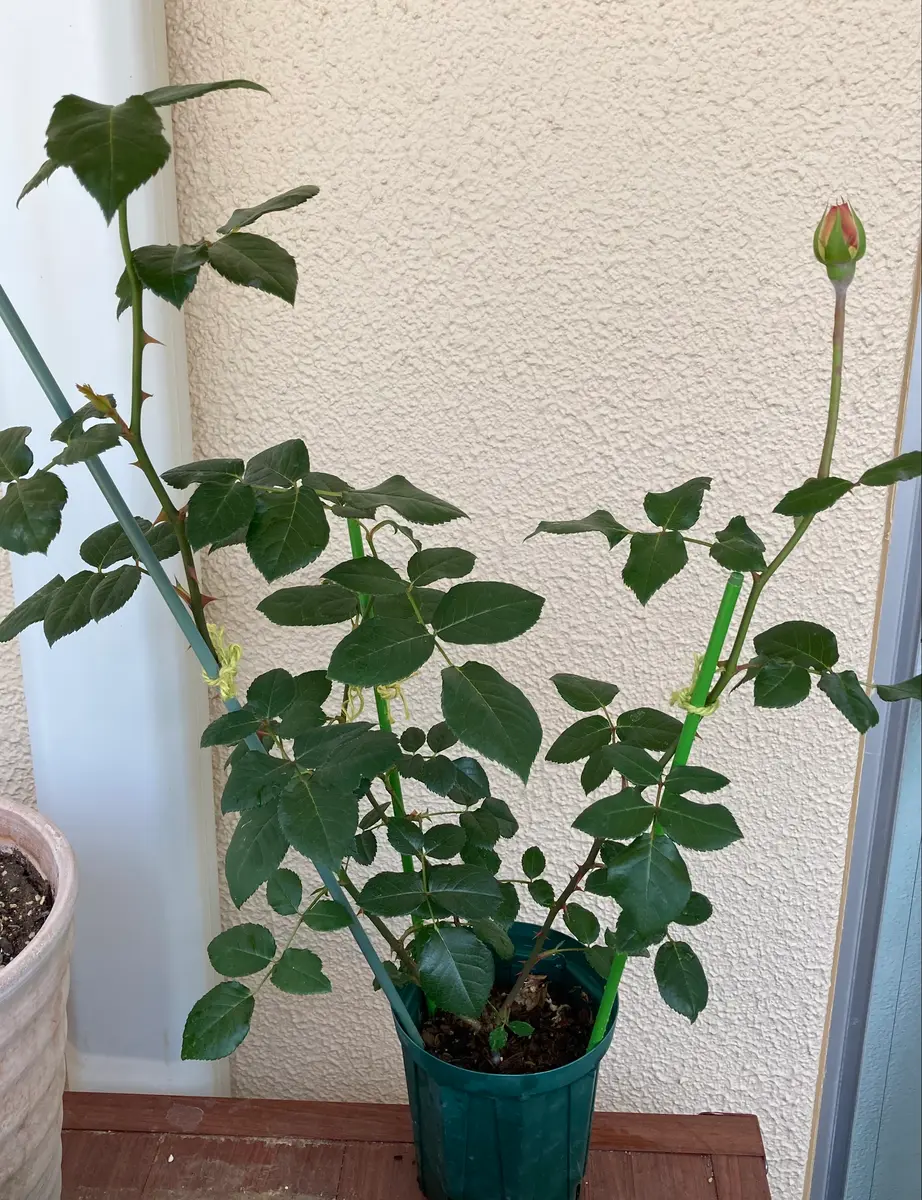 ER アブラハムダービー 挿し穂 2本 ER アブラハムダービー 挿し穂 2本