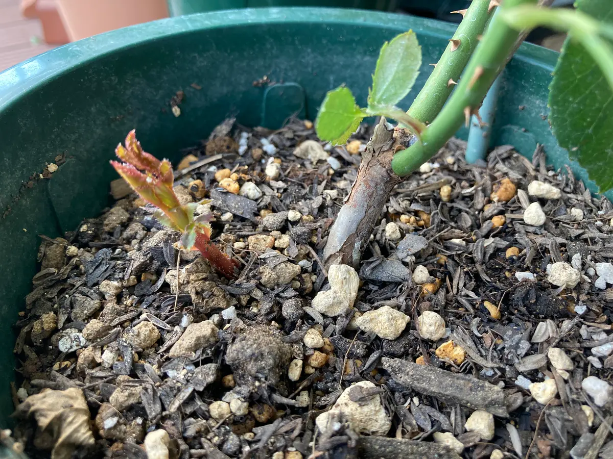 挿し木幼苗から育てるERアブラハムダービー｜そだレポ（栽培レポート