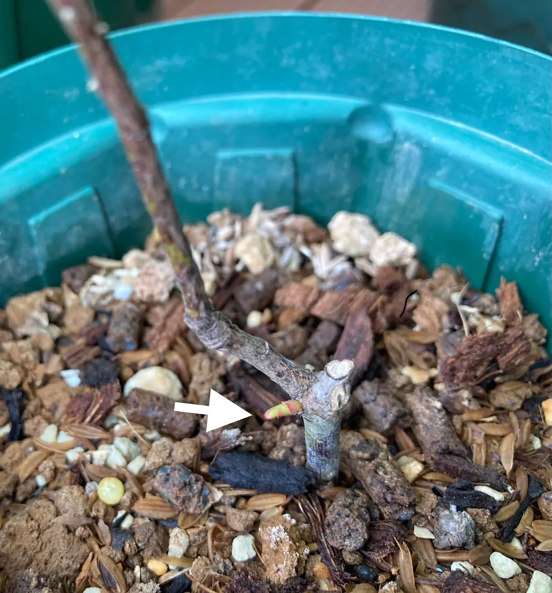 挿し木幼苗から育てるERアブラハムダービー｜そだレポ（栽培レポート