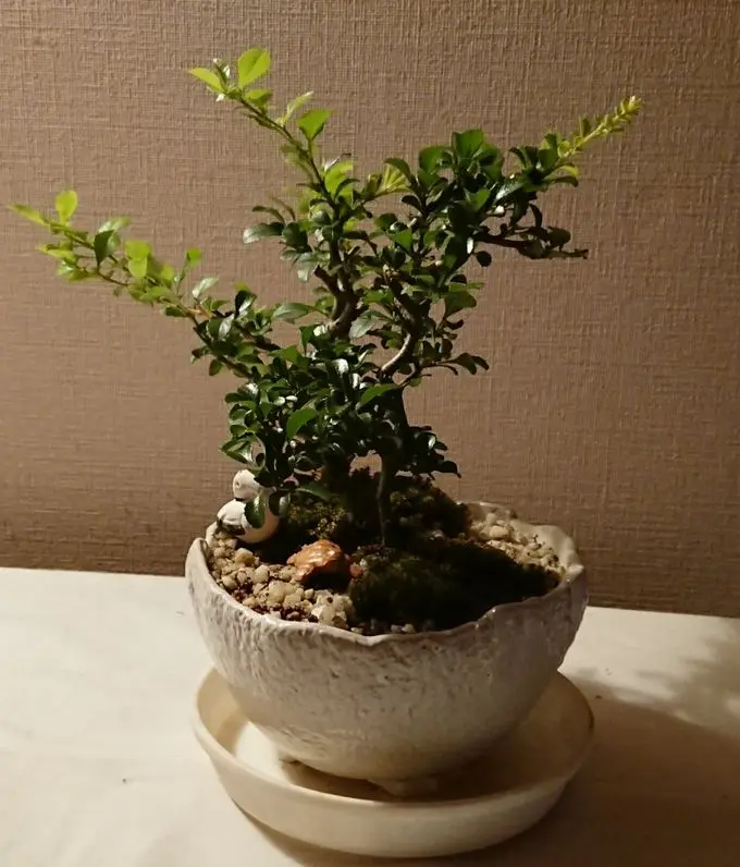 紅白梅 そだレポ 栽培レポート byarigernon