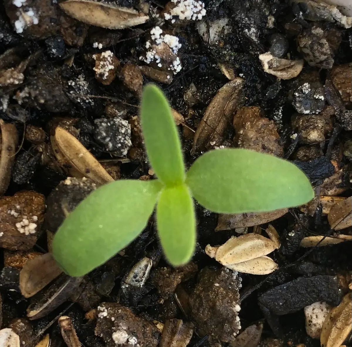初心者が🔰種から育てるかすみ草｜そだレポ（栽培レポート）byかお