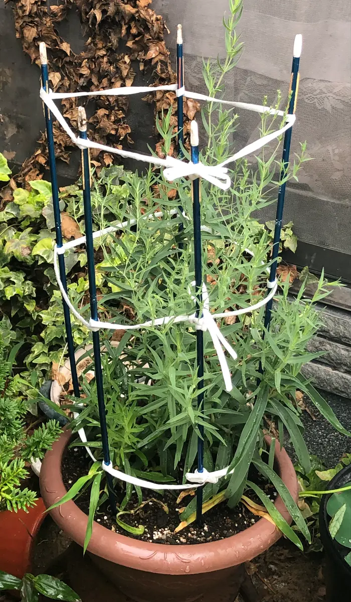 その後「初心者が🔰種から育てるかすみ草」-そだレポ｜みんなの趣味の園芸