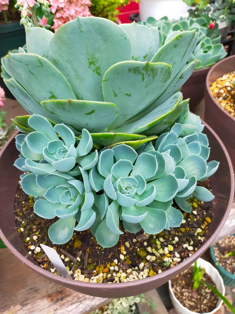 七福神丼を作りたい。｜そだレポ（栽培レポート）byKuroko｜みんなの