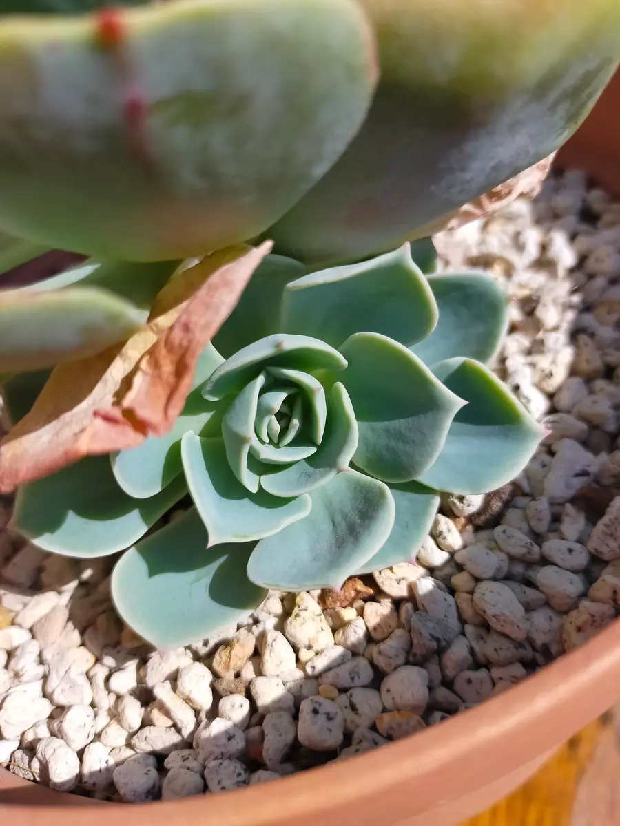 七福神丼を作りたい。｜そだレポ（栽培レポート）byKuroko