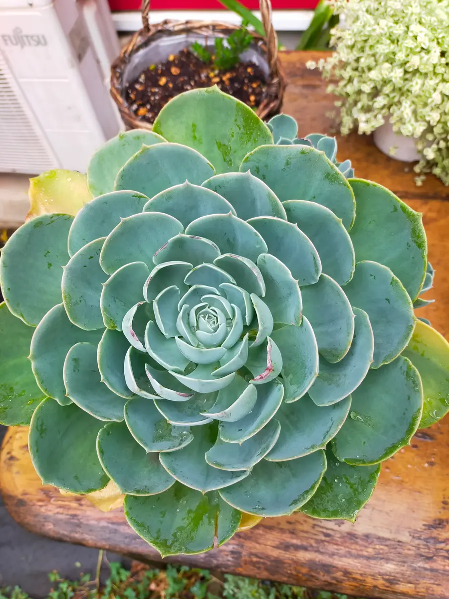 （鉢ごと）まとめて！エケベリア 七福神 Imbricata 抜き苗発送　七福神丼 backend=imagemagick;version=1;