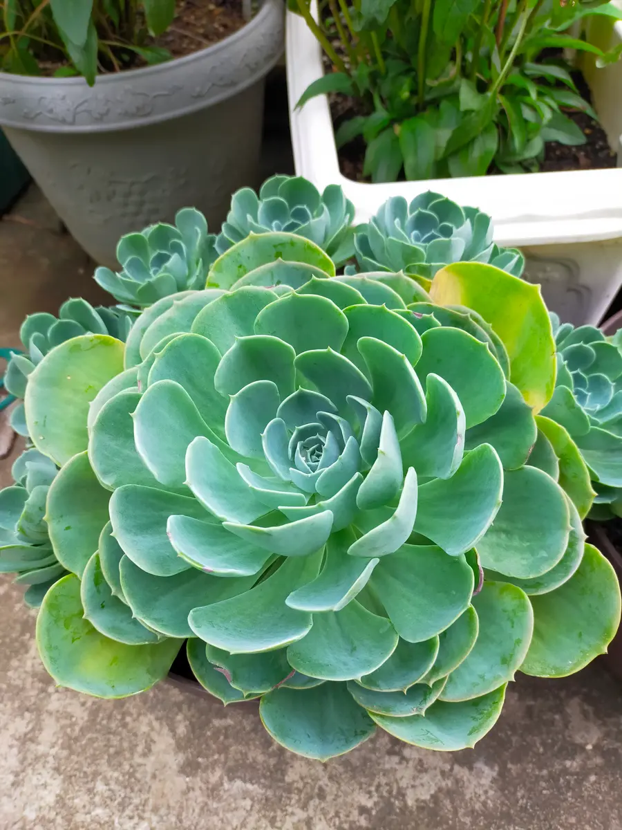 まとめて！エケベリア 七福神 Imbricata 抜き苗発送　七福神丼（鉢ごと） エケベリア 七福神 Echeveria 'Imbricata'｜多肉植物図鑑