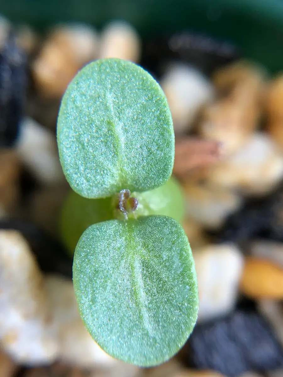 丸々したエブレネウムと恵比寿笑を種子から育てたい‼️｜そだレポ