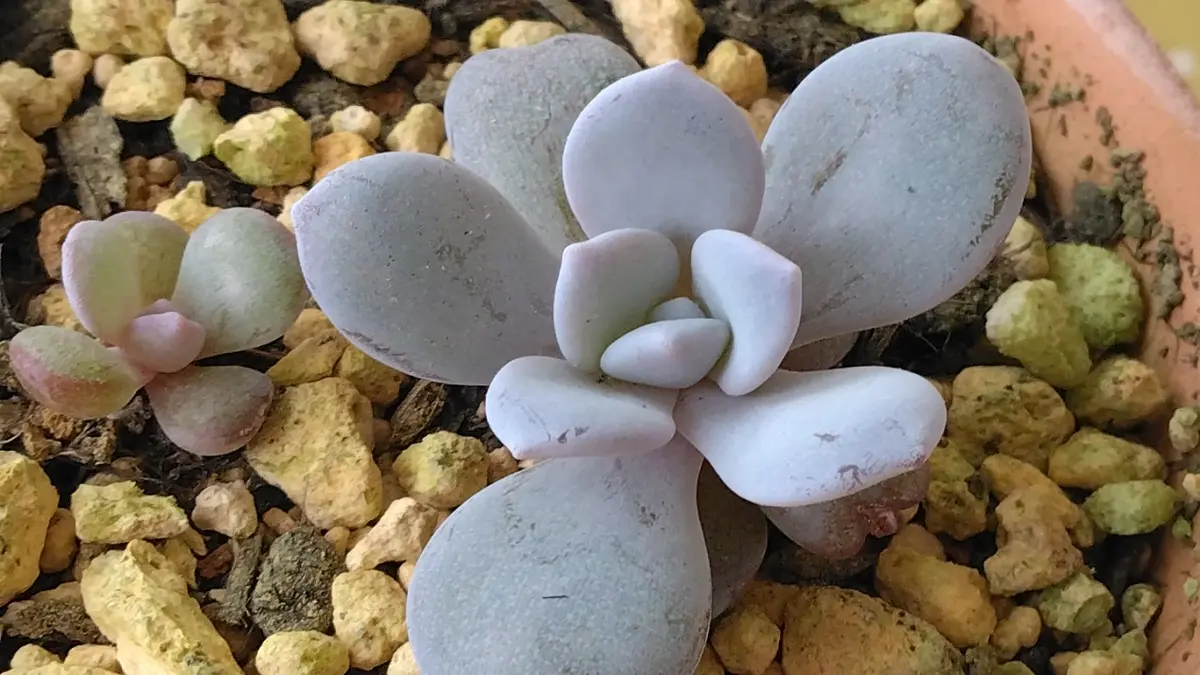 エケベリア ラウイ 500粒 原種 実生 ケーレス 種子 エケベリア ラウイ 500粒 原種 実生 ケーレス 種子