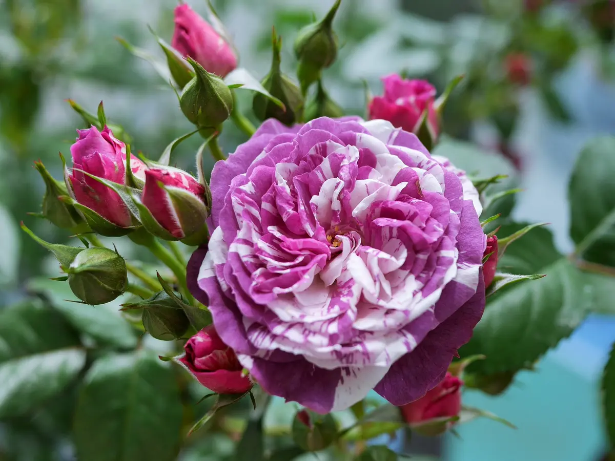 バラ（切り花）の挿し木にチャレンジ！してみるⅡ（リベンジ編）｜そだ