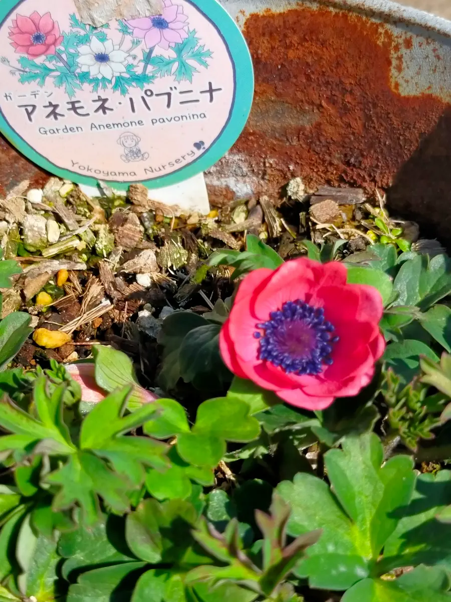 アネモネ パブニナを来年も咲かせたい。｜そだレポ（栽培