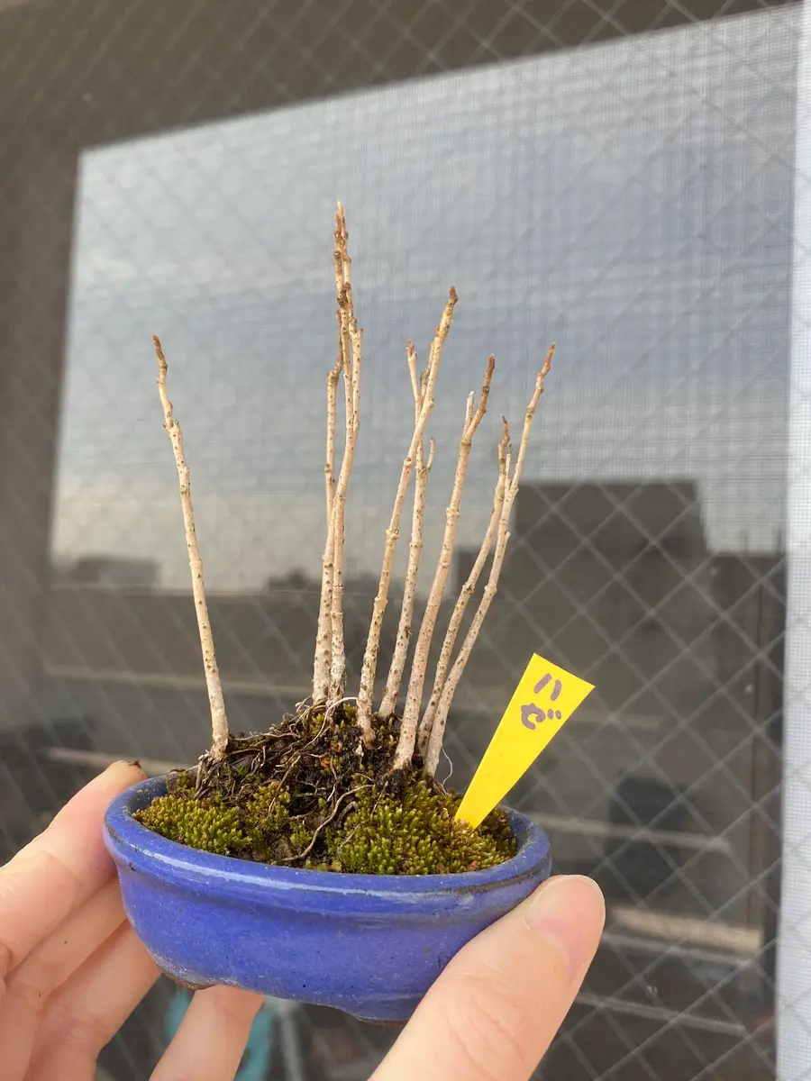 ハゼのミニ盆栽｜そだレポ（栽培レポート）by｜みんなの趣味の園芸