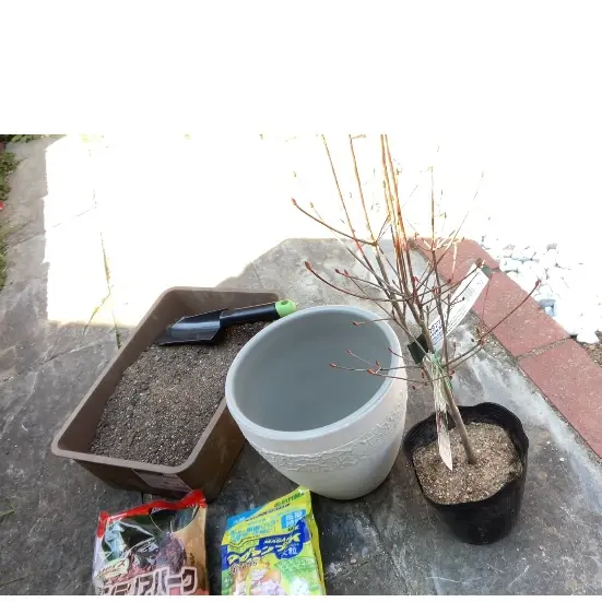 人気商品は ドウダンツツジの鉢植え｜そだレポ（栽培レポート）byマ ガーデニング