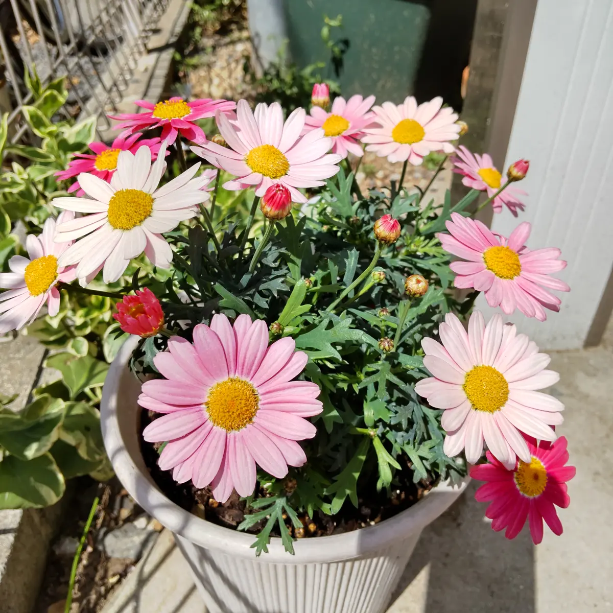 ★大人気★マーガレット ストロベリーホイップ マーガレットストロベリーホイップを来年も咲かせたい｜そだレポ（栽培