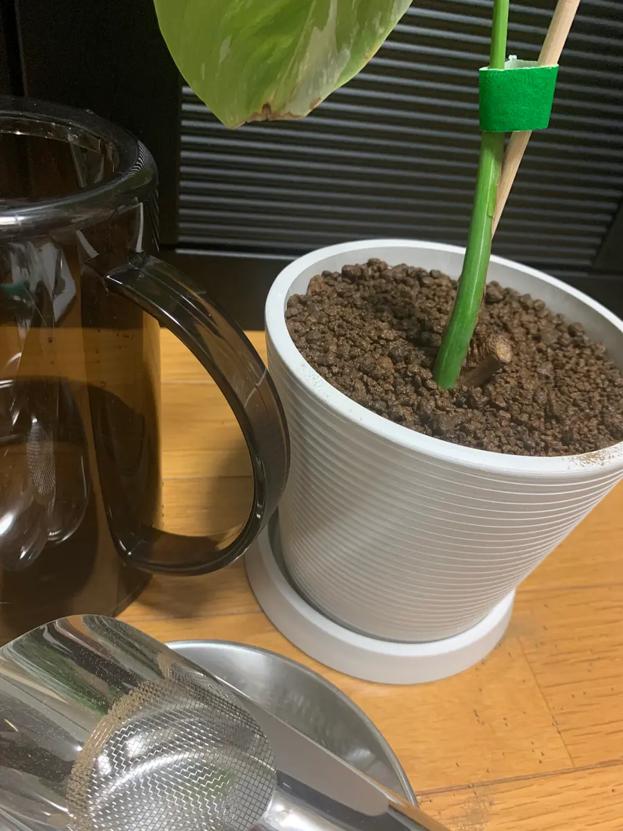 ボルシギアナホワイトタイガー｜そだレポ（栽培レポート）by