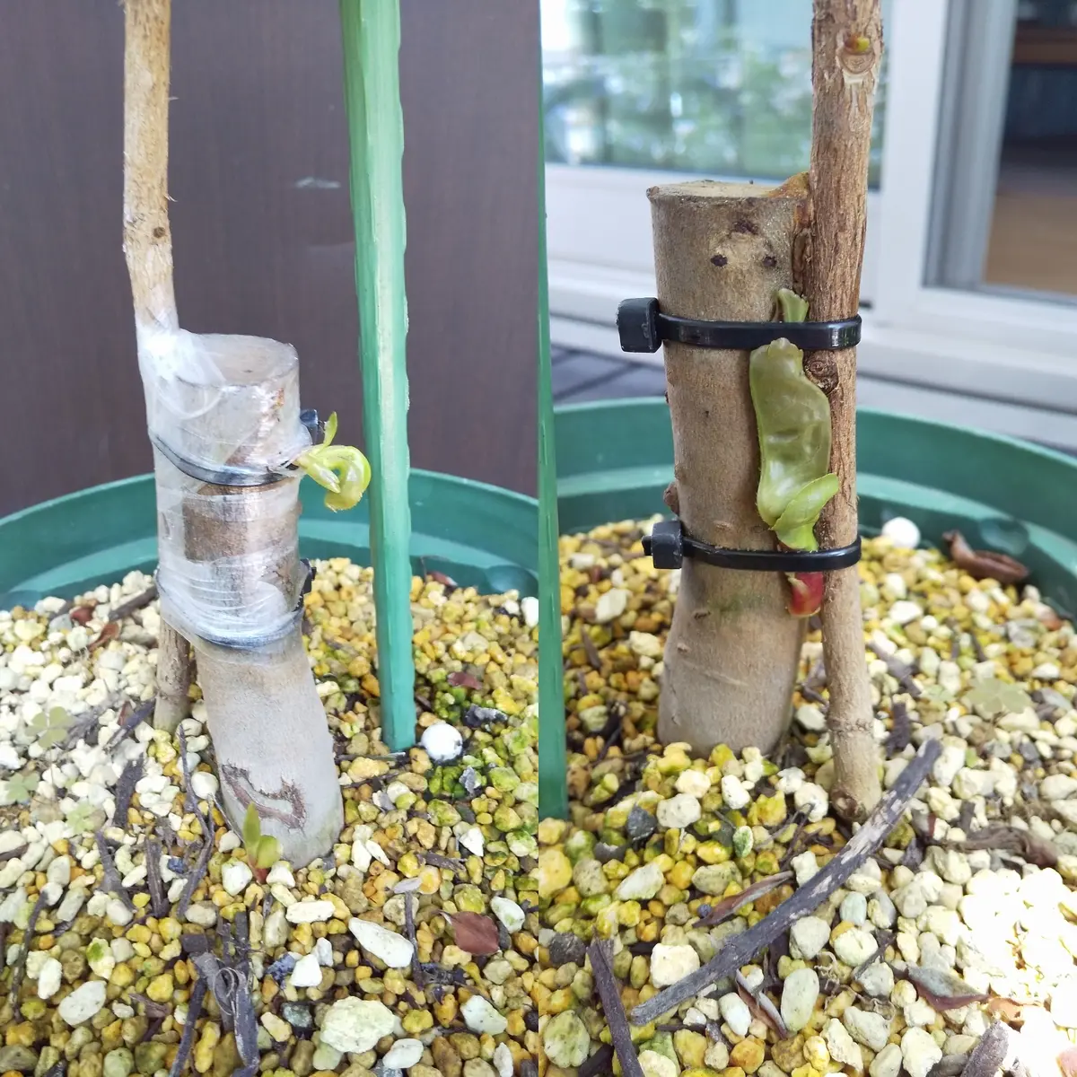 玉霞)→曙の接木（太めの台木への寄せ接ぎ作業の紹介）｜そだ