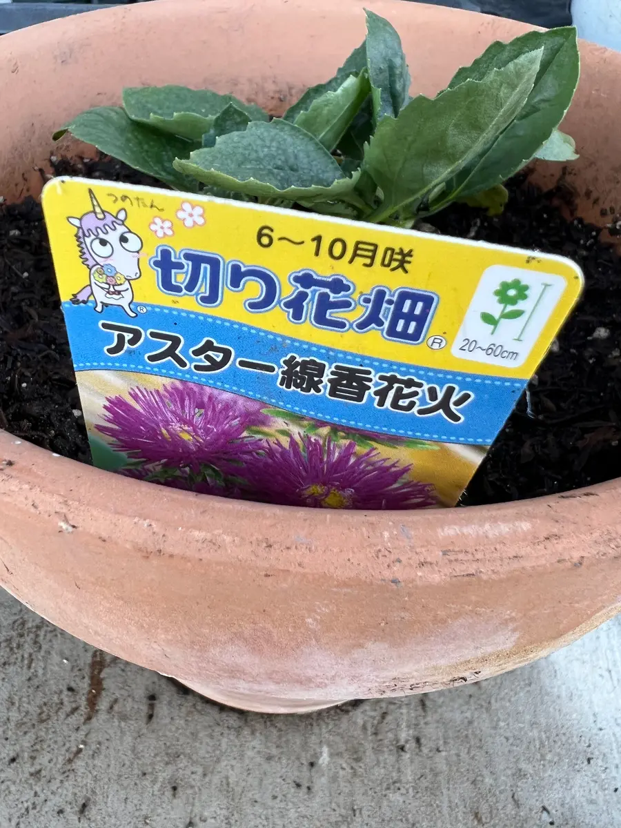 失敗】青い花を育てたい、アスター線香花火｜そだレポ（栽培レポート）byまサプリ｜みんなの趣味の園芸