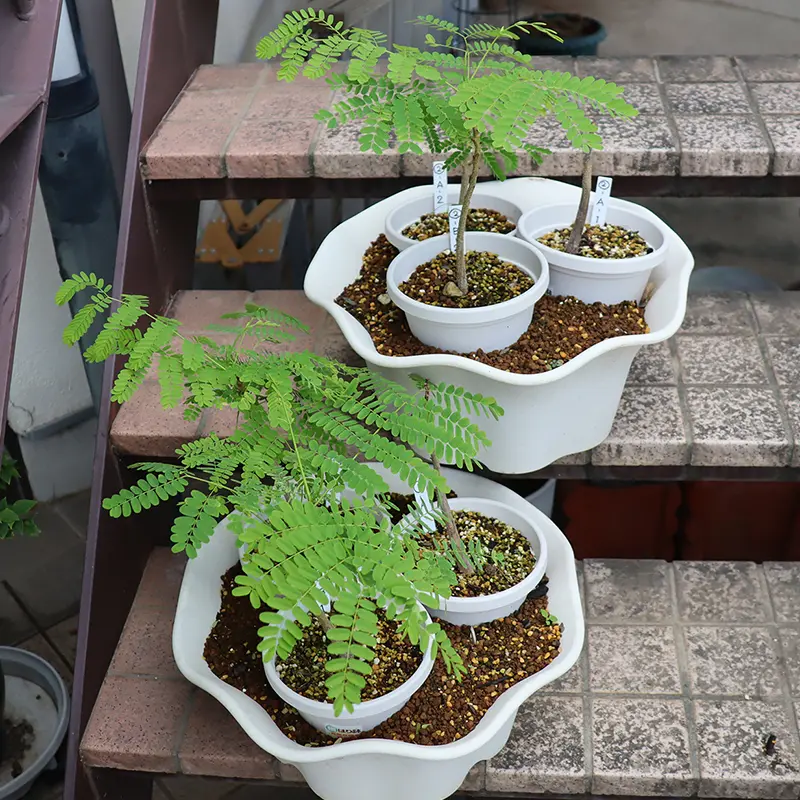 種から熱帯三大花木のホウオウボクを育ててみる｜そだレポ（栽培