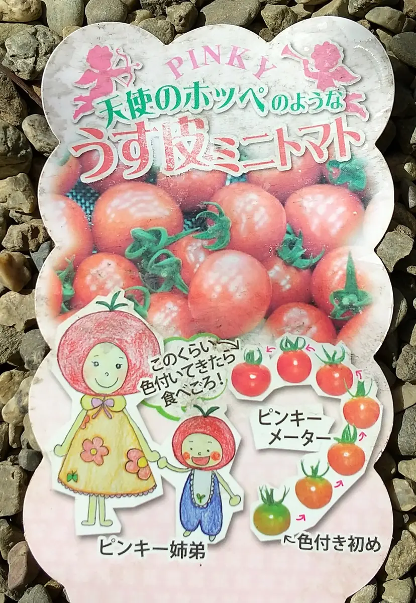 ピンキー姉様専用ページです。
