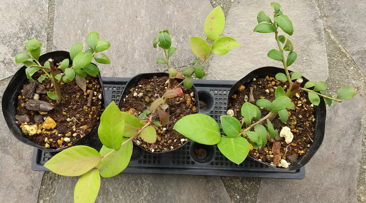 ブルーベリー挿木苗（ほぼ一年生苗） おおしかっ