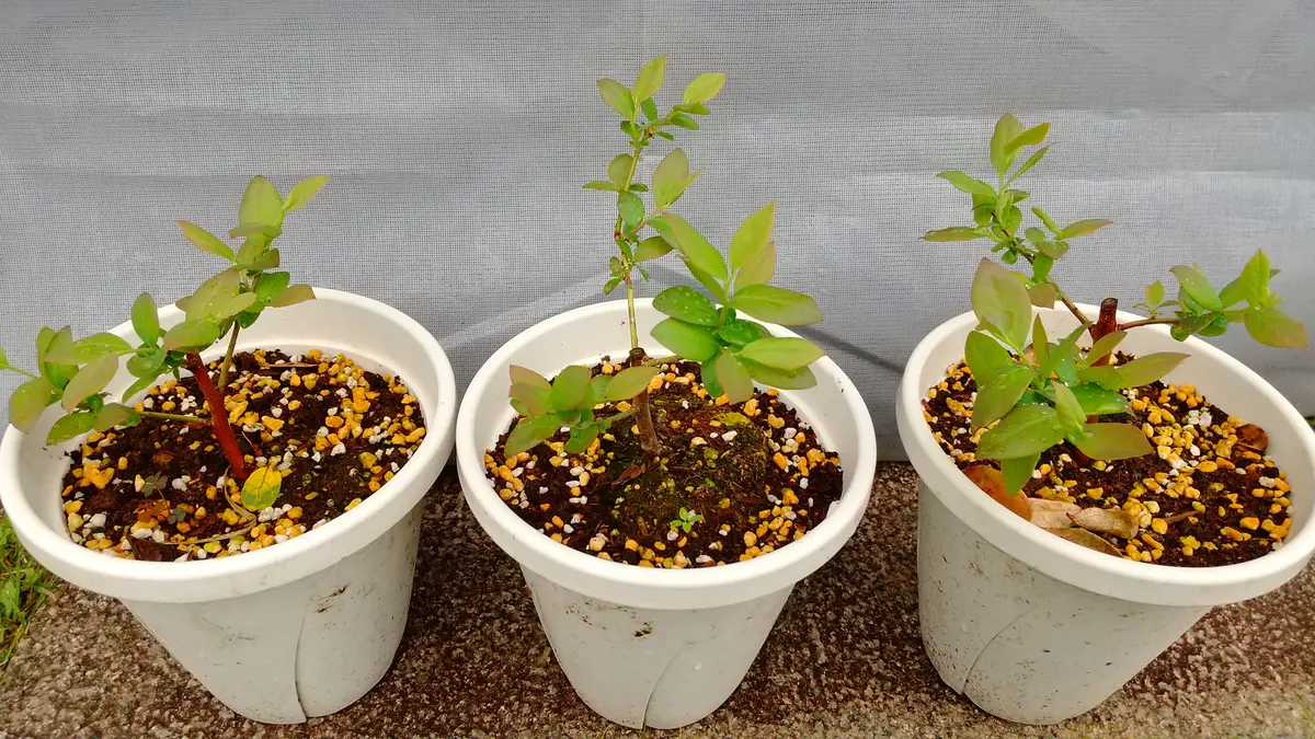 ブルーベリー苗木【挿し木の方法♥確認用】 【公式通販】