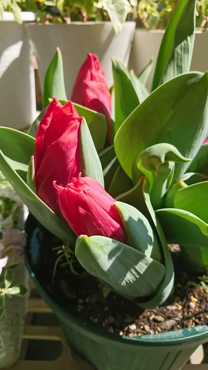 お値下げ球根🌷チューリップ遅植え｜そだレポ（栽培レポート）byベランダのポー｜みんなの趣味の園芸