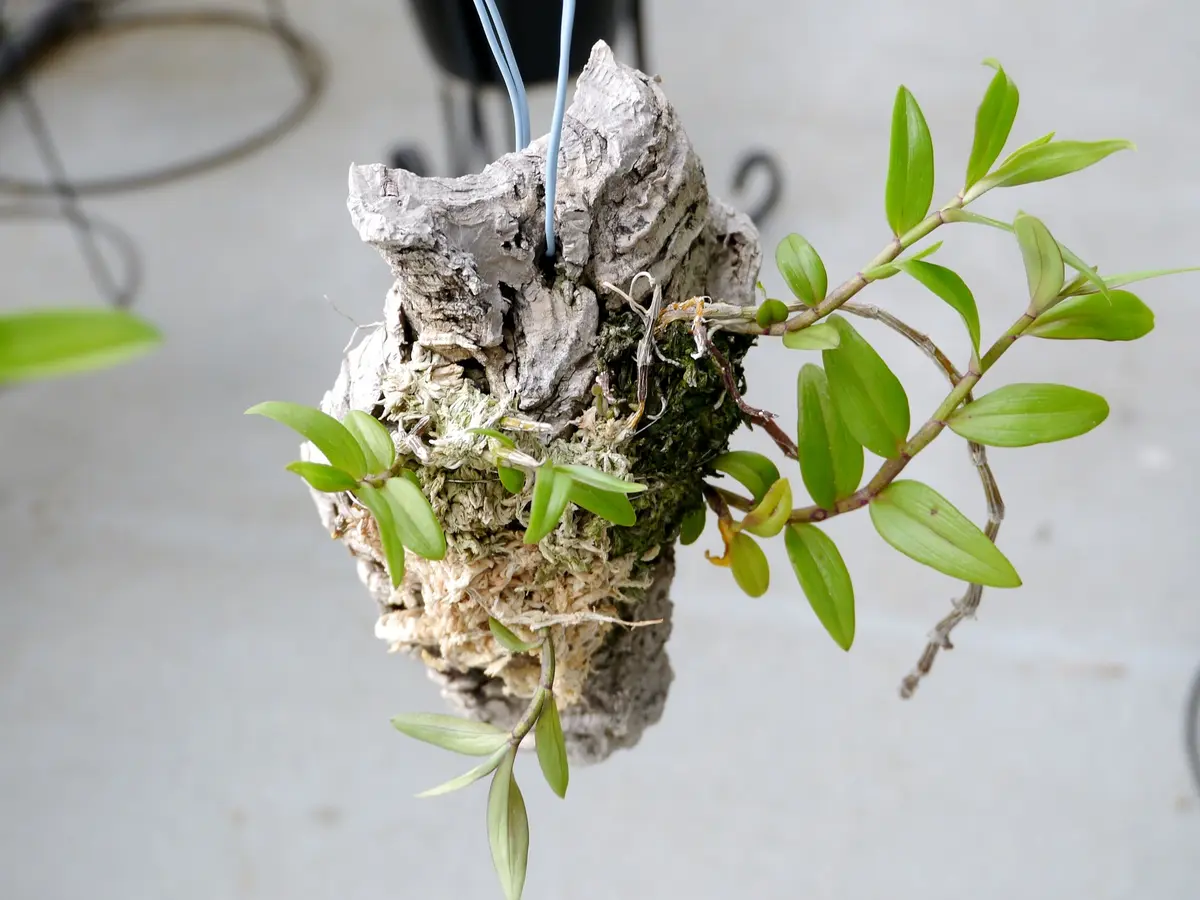 ピエラルディーをコルク板に付けて育てる。｜そだレポ（栽培レポート