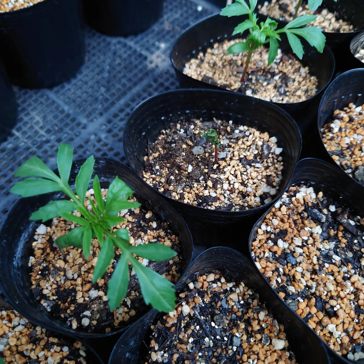 種から美味しそうな名前のマリーゴールド2種類を育てる｜そだレポ