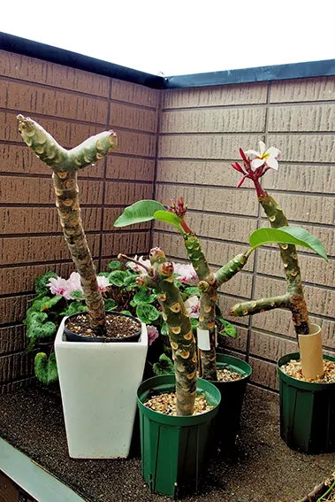 プルメリア　メタリカ②　長めカット苗(挿し木用) プルメリア挿し木用苗パック詰め：レッド 1株 の通販 | 園芸ネット