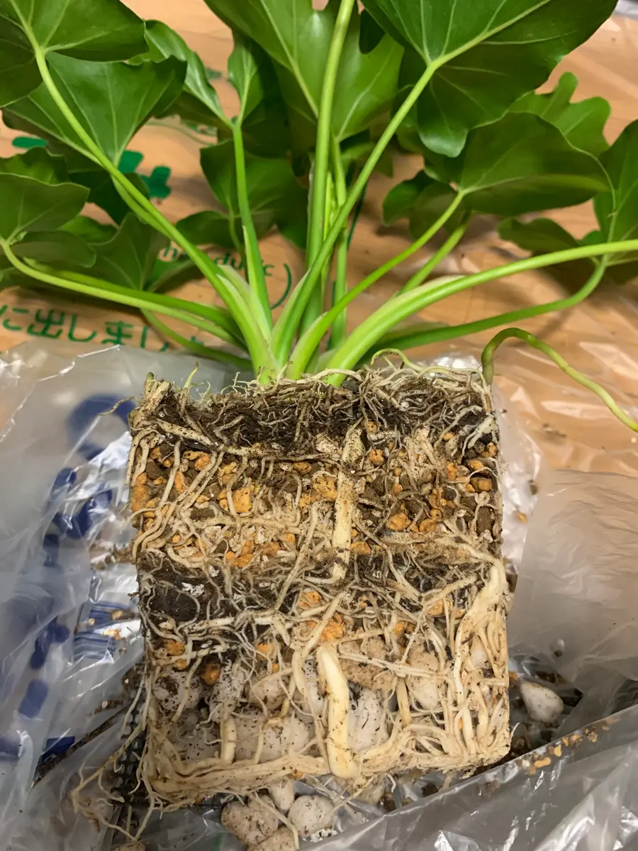 ダイソー産セロームを大きく育てたい｜そだレポ（栽培レポート）by