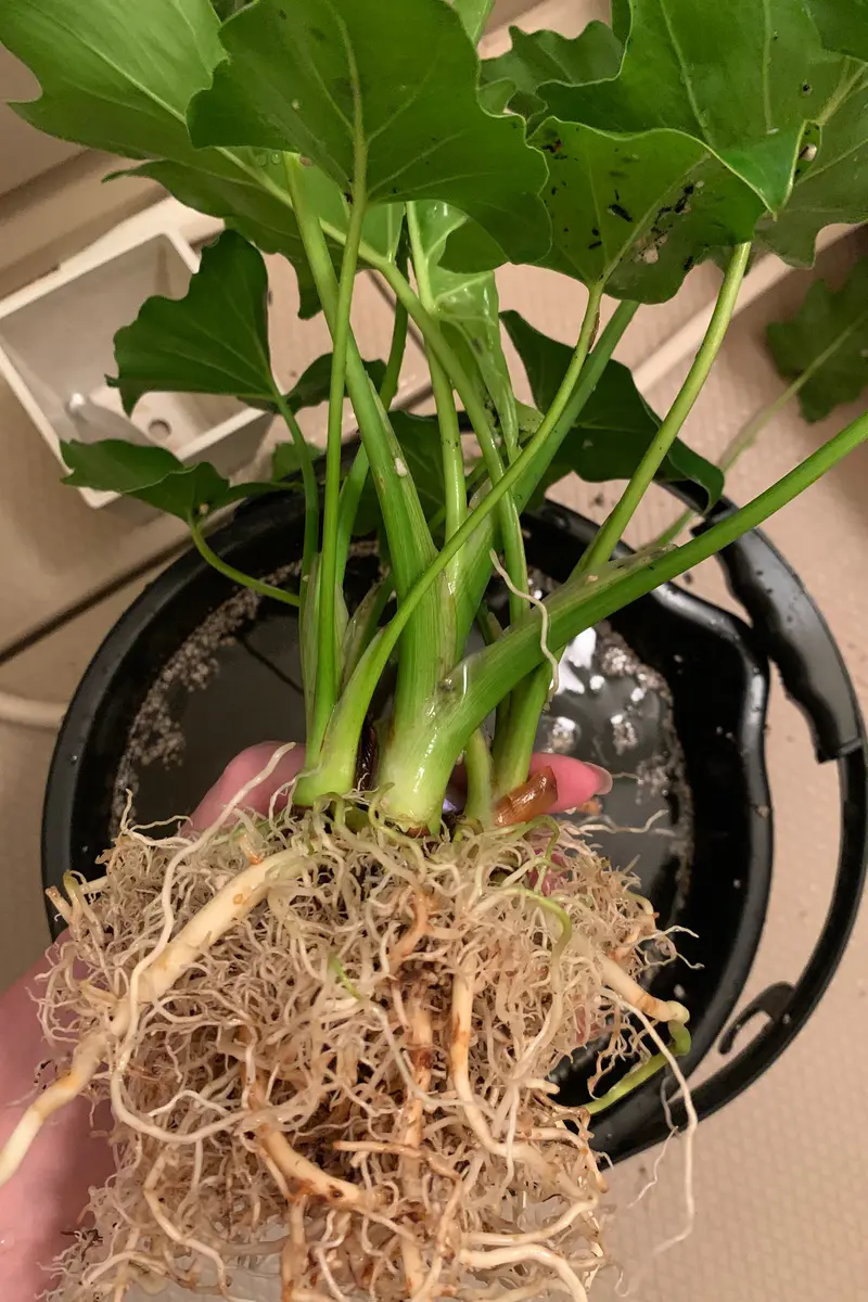 ダイソー産セロームを大きく育てたい｜そだレポ（栽培レポート）by