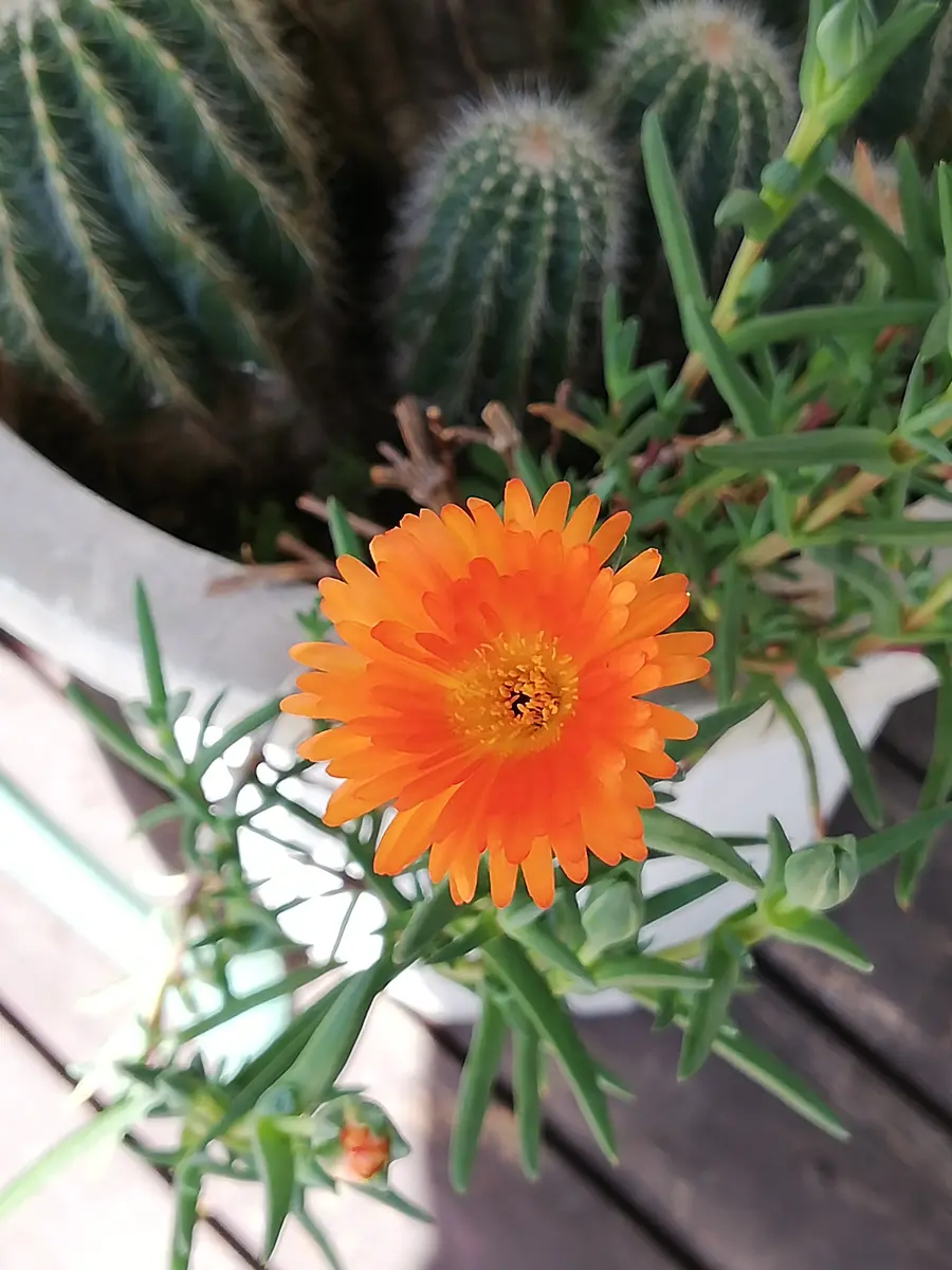 Jasmineさまご購入品 リメイク鉢 陶器鉢 あじさい（紫陽花 カインズの  