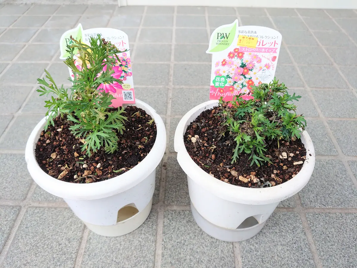 花色変化マーガレット、見切り苗からの復活なるか？｜そだレポ（栽培レポート）byむさ吉｜みんなの趣味の園芸