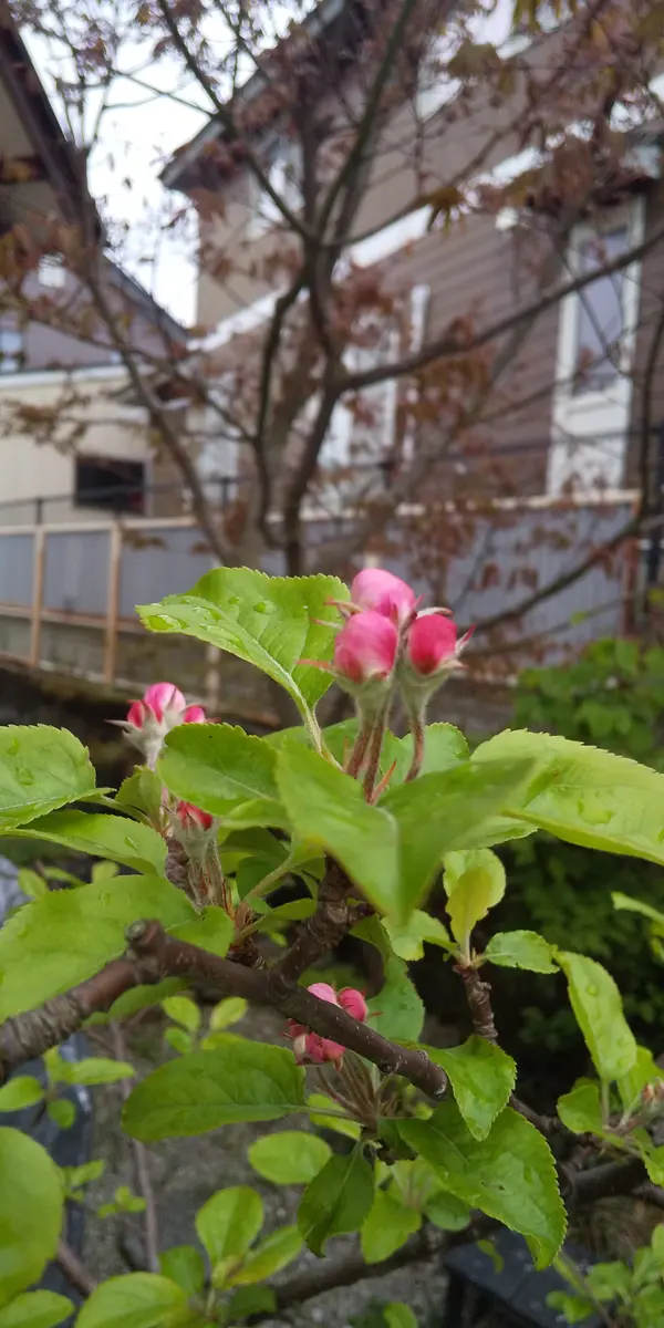 実生のりんご｜そだレポ（栽培レポート）byぴぴぞう｜みんなの