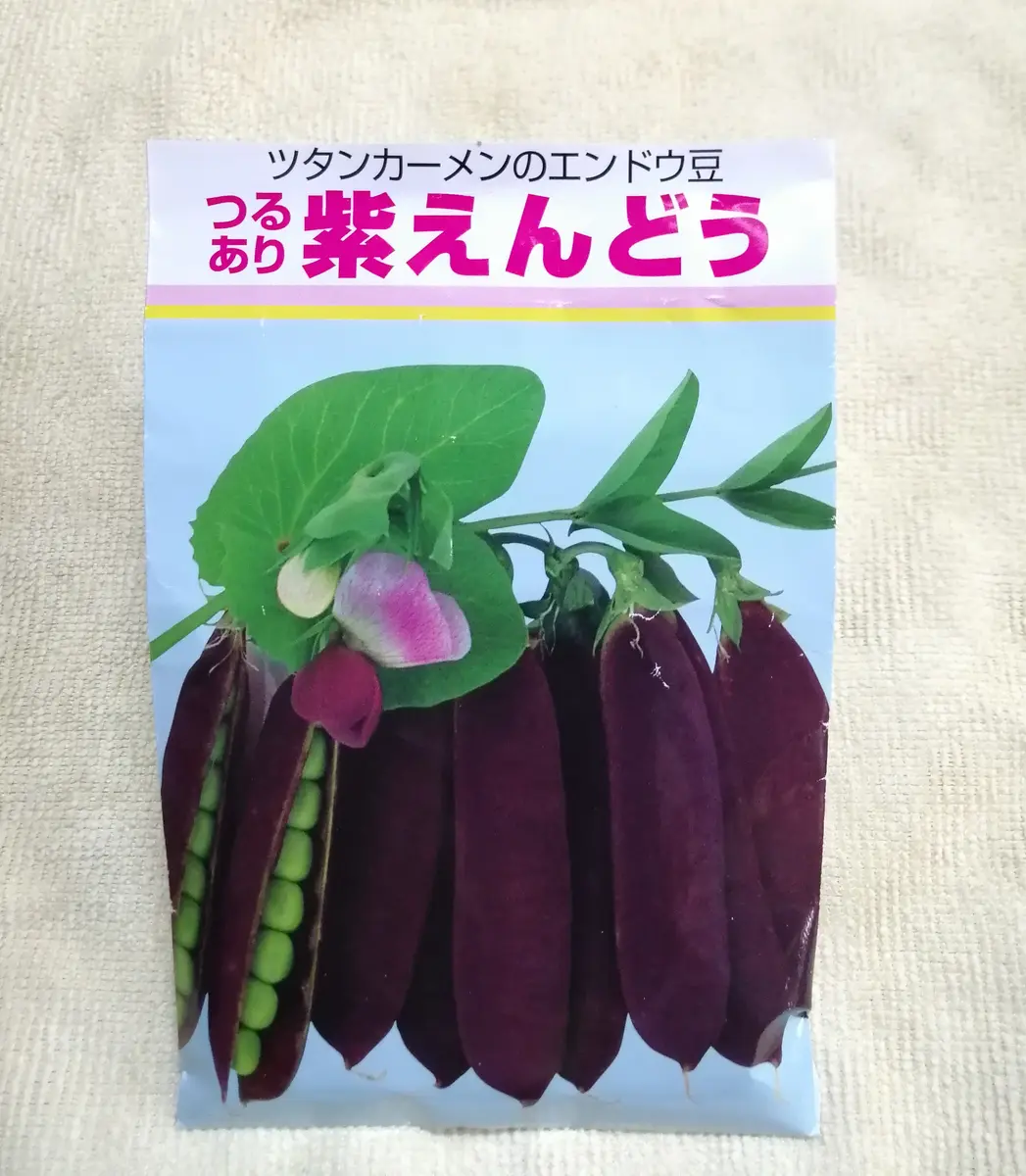 春に紫えんどう豆を蒔いてみた（ツタンカーメン）｜そだレポ（栽培