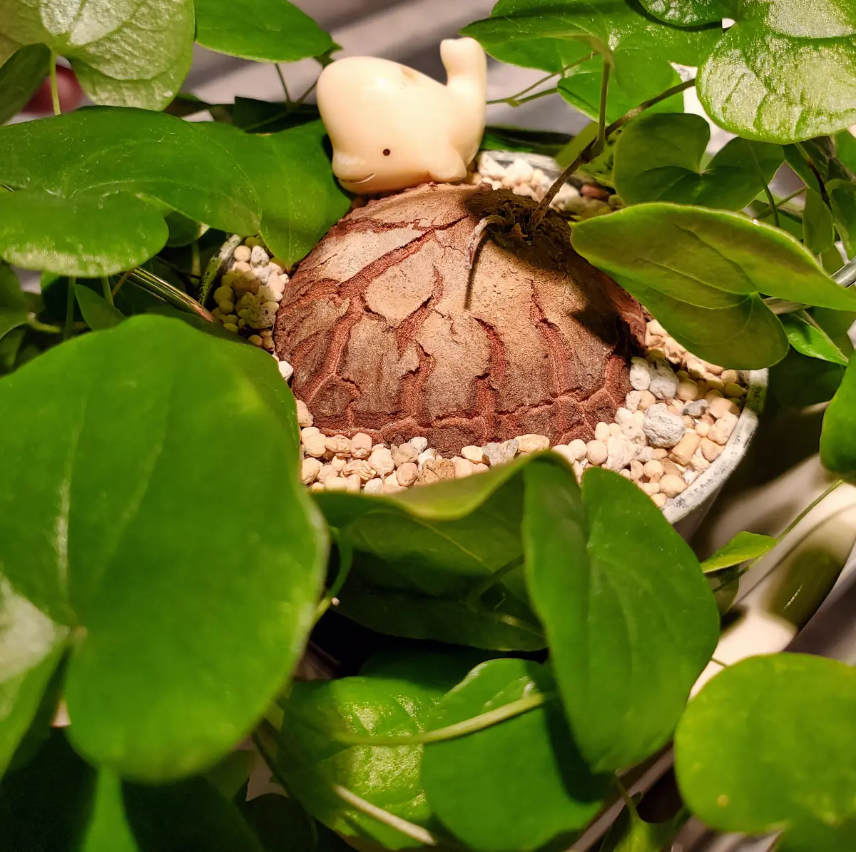 アフリカ亀甲竜 コンパクト手乗り 治す Dioscorea elephantipes